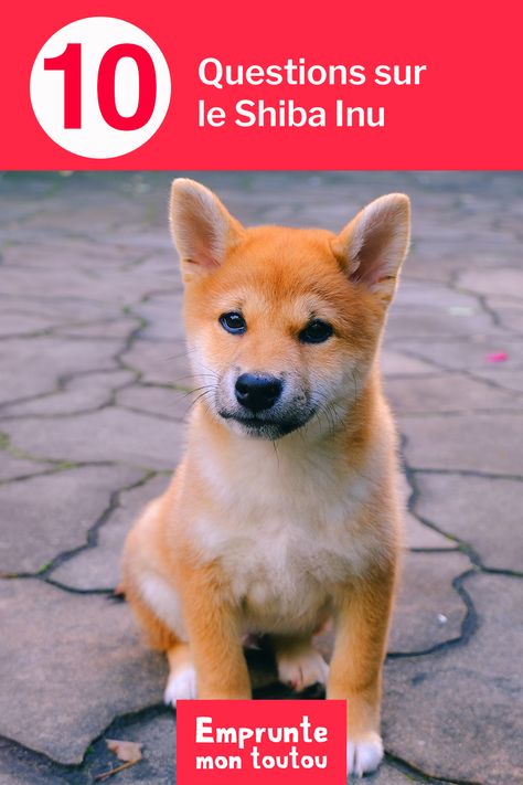 Connaissez-vous les Shiba Inu, ces toutous japonais qui rendent tout le monde complètement gaga ? Si vous êtes l'heureux propriétaire d'un Shiba Inu, que vous souhaitez adopter ce toutou ou en garder un grâce à Emprunte Mon Toutou, vous êtes au bon endroit ! On vous a préparé 10 questions sur cette race pour tout savoir sur ce chien. #chien #shibinu #gardedechien #passionchien #toutou Smart Dog Door, Dog Door Bell, Potty Bells, Dog Bell, Smart Dog, Dog Door, Potty Training, Puppy Training, Shiba Inu