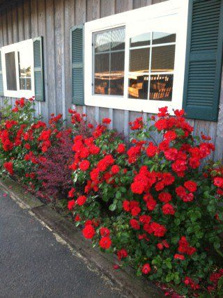 Now is a great time to collect all those seed catalogs and gardening books to start planning your Spring barn landscape. Adding those extra touches around your barn is a great way to turn your facility from practical to perfect. #barn #barnlandscape #landscape #barndesign #horsehealth #equine #equestrian #dreambarn Barn Landscaping, Types Of Mulch, Classic Equine, Fairytale Forest, Flower Containers, Wood Mulch, Landscape Inspiration, Small Shrubs, Dogwood Trees