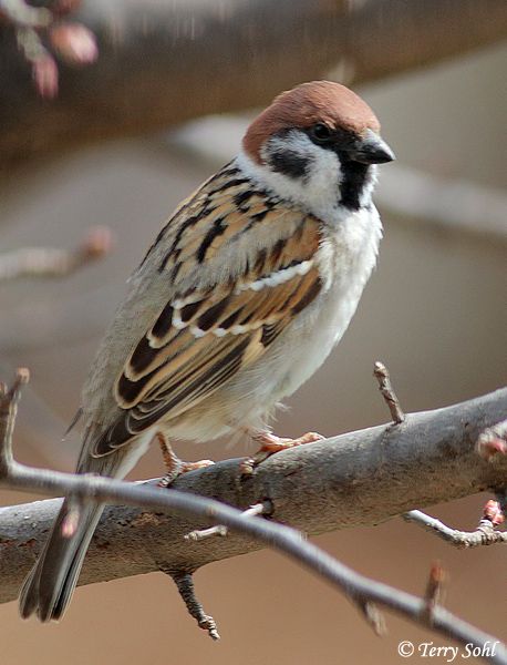 Eurasian Tree Sparrow, Tree Sparrow, House Sparrow, Sparrow Bird, Christmas Bird, Bird Watcher, Two Birds, Tree Tattoo, Bird Garden