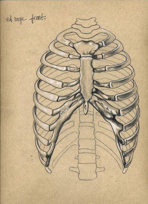 rib cage. by cawillanddesign on DeviantArt Ribcage Art, Anatomy Sketchbook, Sketchbook Charcoal, Skeleton Drawing, Anatomy Bones, Skull Reference, Skeleton Anatomy, Skeleton Drawings, A Level Art Sketchbook