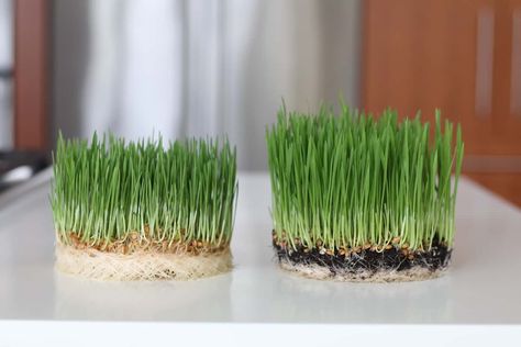 side by side comparison of wheatgrass grown with soil and without soil Wheat Grass For Cats, How To Grow Cat Grass Without Dirt, Growing Cat Grass Indoors, Cat Grass Indoor Ideas How To Grow, Indoor Cat Grass Bed, Cat Grass Box Diy, Cat Grass Indoor Ideas, Cat Grass Indoor, Growing Chia Seeds