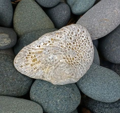 Identifying the Fossils and Corals (Crinoids, Bryozoans, Etc.) on the Beach of Lake Michigan - Owlcation Decorating With Rocks, Rock Identification Pictures, Marble Pie, Lake Michigan Stones, Gem Hunting, Michigan Rocks, Michigan Nature, Crinoid Fossil, I Got A Rock