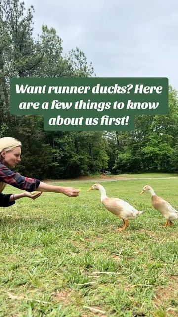 Runner Ducks Coop, Runner Duck Coop, Runner Ducks In Garden, Duck Run, Indian Runner Ducks, Duck Breeds, Duck Coop, Raising Ducks, Muscovy Duck