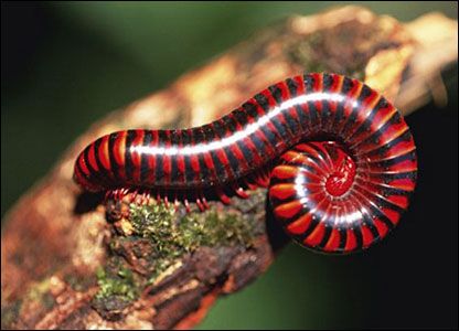 red caterpillar Black Caterpillar, Red Insects, Cool Insects, Beetle Insect, A Bug's Life, Beautiful Bugs, Creepy Crawlies, Arthropods, Arachnids