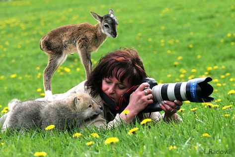 nature-photographer-behind-scenes-animals-22 Animal Encounters, Baby Cheetahs, Baby Wolf, Incredible Creatures, Baby Deer, Wildlife Animals, Nature Photographs, Wild Animal, Cute Animal Pictures