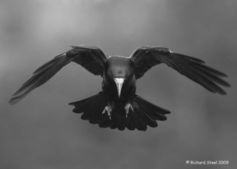 Photobucket Crow Front View, Raven Front View, Crow Reference, Crow Sculpture, Flight Photos, Ravens Art, Raven Flying, Flying Crow, Crow Pictures