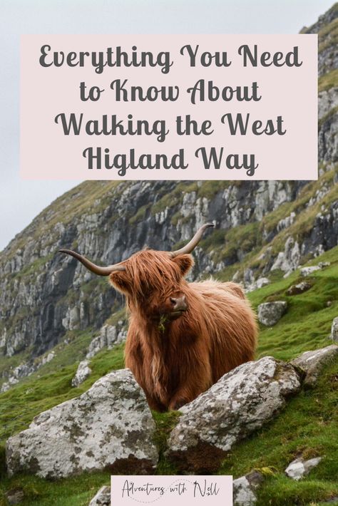 Everything you need to know about planning, booking and walking the West Highland Way in Scotland. This post focuses on accomodation, which can be tricky to book on this Scottish hiking route, along with the best ways to book, when to go, and what to expect on this trek. UK travel, UK hiking trails, walking holidays, where to stay and places to stay on the West Highland Way, best B&Bs, bed and breakfasts, hotels, hostels and campsites. Tips for creating your own West Highland Way itinerary in 7 Hiking In Scotland, Scotland Hiking Trails, West Highland Way Scotland, Move To Scotland, Things To Do In Stirling Scotland, West Highland Way Scotland Hiking, Stirling Scotland, Scotland Hiking, West Highland Way