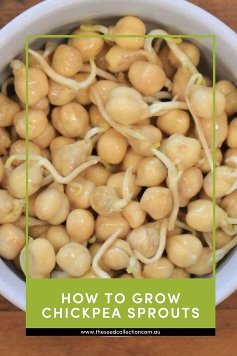 A simple step by step guide on how to grow Chickpeas Sprouts Growing Chickpeas, Chickpea Sprouts, Grow Chickpeas, Chickpea Plant, Microgreens Recipe, Sprouting Seeds, Seed Collection, Step By Step Guide, Chickpeas