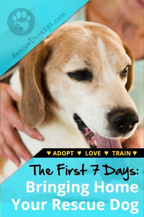 The First 7 Days – Bringing Your Adopted Dog Home. The first 7 days with your rescue dog is crucial. It can be a confusing time for you and your rescue puppy... Follow these steps for smooth transition. #dogstuff #puppy #adoptdontshop #dog #rescuedogs101 Rescue Dogs For Adoption, Rescue Puppy, Adopted Dog, Rescue Puppies, Shelter Dog, Dog Training Advice, Puppy Training Tips, Dog Information, Dog Home