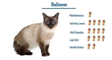 Cat Hypoallergenic, Lynx Point Siamese Kitten, Canada Lynx Cat, Snow Lynx Bengal, Balinese Cat Hypoallergenic, Hypoallergenic Cats, Balinese Cat, Cats Breeds, Siamese Kittens