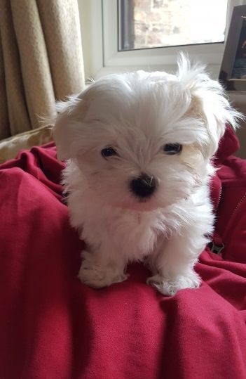 Maltese Puppies For Sale | Valencia, CA Shih Tzu Maltese Mix, Teacup Shih Tzu, Maltese Breed, Friends Cute Pictures, Maltese Puppies For Sale, Santa Clarita California, Teacup Maltese, Shih Tzu Puppies, Puppies For Sale Near Me