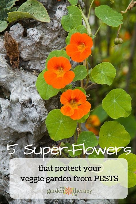 The Top 5 Super Power Flowers That Deter Pests Cotswold Cottage, Flower Growing, Cosy Cottage, Garden Pest Control, House Yard, Veg Garden, Fruit Garden, Garden Pests, Veggie Garden