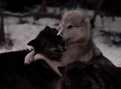 Matching Wolf Pfps, Wolf Matching Pfp, Wolf Astethic, Wolves Aesthetic, Cute Wolf Aesthetic, Wolf Aesthetic, Black Wolf Aesthetic, Wolf Pfp, Wolf Couple Aesthetic