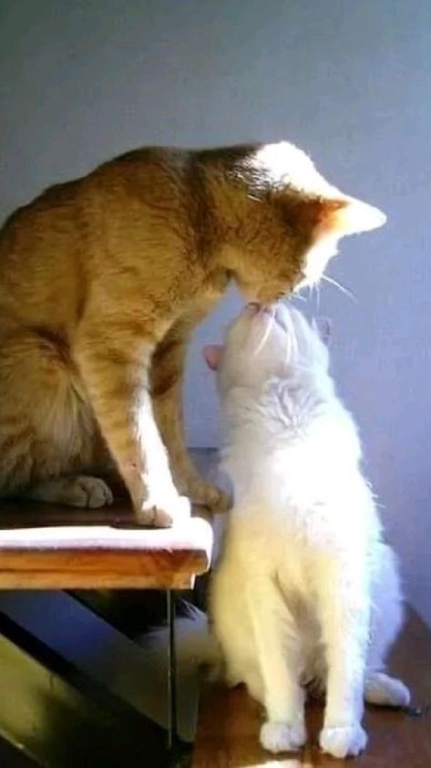 Animals In Love, Cats In Love, Two Cats, Davao, Funny Cat Pictures, Cat Aesthetic, Cute Cats And Kittens, Cat Sitting, Cat Wallpaper