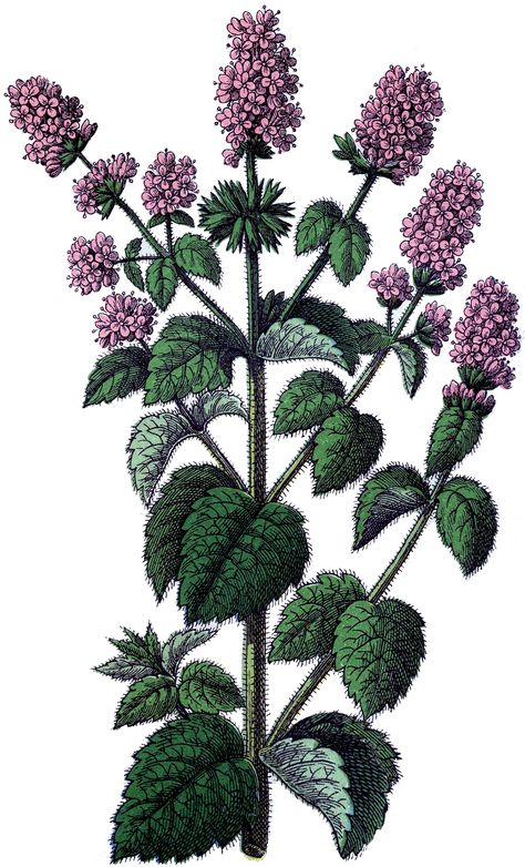 Free Vintage Mint Image Herbs Image, The Graphics Fairy, Mint Plants, Graphics Fairy, Vintage Botanical Prints, Instant Art, Botanical Drawings, Flower Clipart, Botanical Flowers