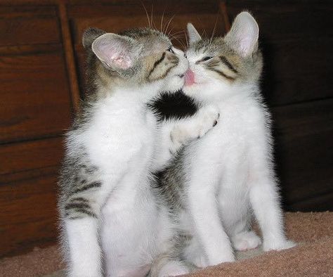 Two Kittens, Kitty Kisses, Cute Little Kittens, Silly Cats Pictures, Cat Character, Silly Cats, Beautiful Cats, Baby Cats, Cute Funny Animals