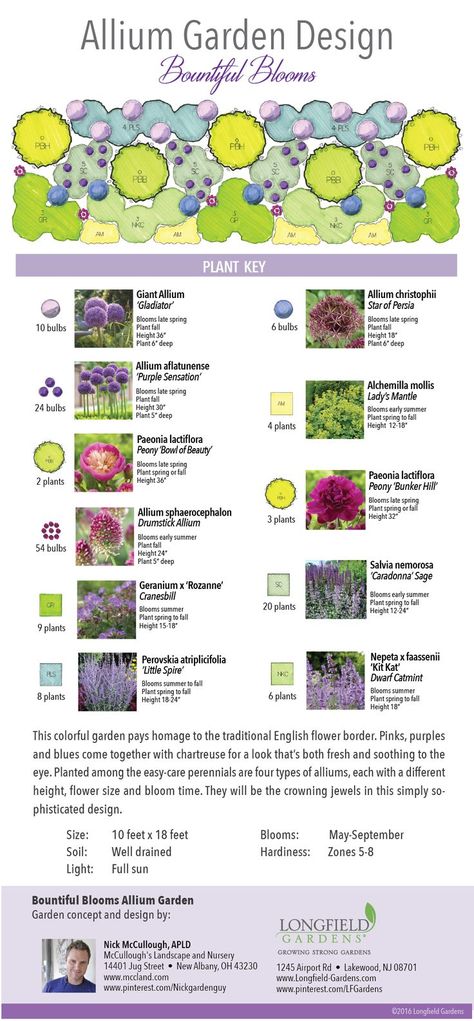 It combines four types of allium bulbs with peonies, salvia, catmint, lady's  mantle and sage. Allium Garden, Perennial Garden Design, Longfield Gardens, Backyard Design Layout, Perennial Border, Garden Plan, Garden Design Layout, Garden Design Plans, Garden Bulbs