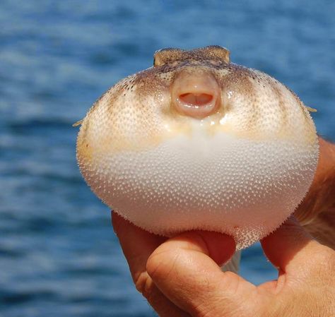 Pufferfish Wallpaper, Blow Fish, Underwater Sea Life, Balloon Fish, Fish Underwater, Fish Costume, Underwater Sea, Puffer Fish, Wallpapers For Desktop