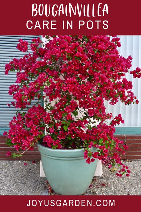 Potted Buganvilla, Potted Bougainvillea Patio, Bourgainvilier Flower, Bouganvilla Care How To Grow, Boganvila Plant, Bouganvilla Landscaping, Buganvilla Ideas Yards, Bogenvilla Plant, Colorful Pots For Plants