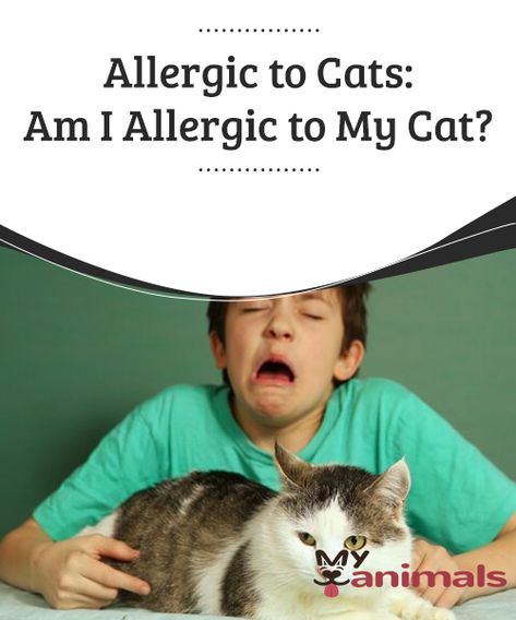 Allergic to Cats: Am I Allergic to My Cat?  Symptoms can involve nasal, ocular, dermal, and respiratory conditions. What Cats Can Eat, Toxic Plants For Cats, Allergic To Cats, Cat Run, Cat Drinking, Cat Memorial, Drink Milk, Signs And Symptoms, Cat Wallpaper