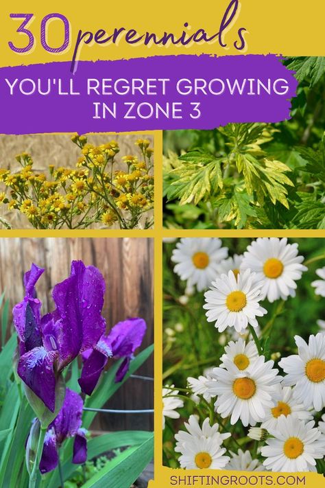 Every gardener has planted a perennial only to have it take over the garden 3 years later. Learn about the perennials you'll most regret growing in your Zone 3 garden here! Perenial Garden, Full Sun Landscaping, Dahlia Flower Garden, Full Sun Garden, Sustainable Landscape, Perennial Garden Plans, Orchard Garden, Full Sun Perennials, Gardening Zones