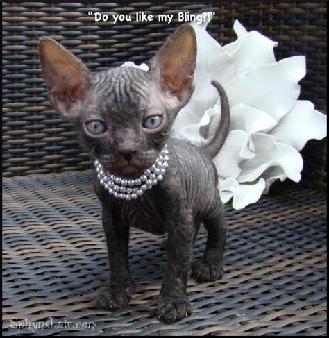 Sphynx kitten in pearls Sphinx Cat, Rex Cat, Hairless Cat, Baby Groot, Sphynx Cat, Cute Cats And Kittens, Sphynx, Cats Meow, Pretty Cats