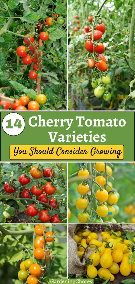 Cherry tomatoes are a delight to eat and grow, but with so many different varieties available it is hard to know which ones to choose for your garden. Cherry tomatoes come in a variety of flavors and colors, but most of them are sweet treats right off the vine. For classic red cherry tomatoes, try Tiny Tim, Sweet Million, Bumble Bee, Sweetie, Supersweet 100, or Midnight Snack and Black Cherry for a deeper red. Heirloom Cherry Tomatoes, Sweet 100 Cherry Tomatoes, Gardening Veggies, Growing Cherry Tomatoes, Types Of Cherries, Black Cherry Tomato, Produce Garden, Cherry Plant, Cherry Tomato Plant