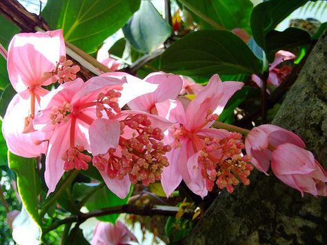 After the flowering period, fertilizer can be given once every two weeks when the Medinilla Magnifica is growing new shoots. Description from bomets.com. I searched for this on bing.com/images Flower Backyard, Medinilla Magnifica, Bridal Party Bouquets, Bloom Blossom, Easy Flower, Paper Floral, Wedding Service, Exotic Plants, Types Of Flowers