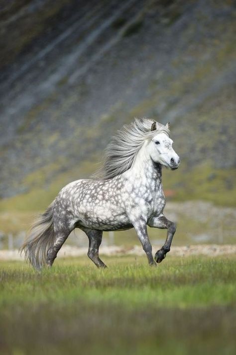 Dapple Grey Horses, Icelandic Horses, Icelandic Horse, Most Beautiful Horses, Grey Horse, Appaloosa Horses, Cute Horses, Horse Photos, Pretty Horses