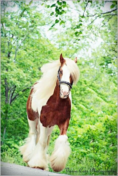 Cob Horse, All The Pretty Horses, Royal Life, Draft Horses, Pretty Horses, Amazing Animals, Animal Planet, Four Legged, Beautiful Horses