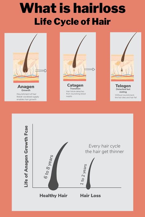 Esthetician Learning, Anagen Catagen Telogen, Hair Cycle, Hair Anatomy, Photography Cosmetics, Arrival Poster, Best Laser Hair Removal, Hair Science, Hair Facts