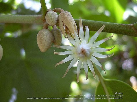 Bokul Flower_ Spanish Cherry_ Bullet-wood_Indian Medaller_ Mimusops Elengi Spanish Cherry Flower, Spanish Cherry, Weird Flowers, Fav Flower, Different Types Of Flowers, Cherry Flower, Indian Flowers, Draw Flowers, Parts Of A Flower