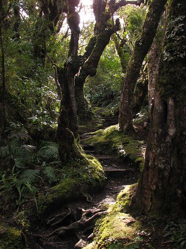 Goblin Forest, National Park, New Zealand, Trees, Forest