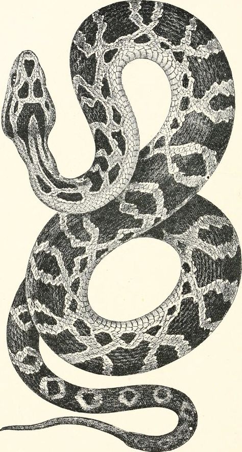 Boa Constrictor Tattoo, Snake Black And White, Viper Tattoo, Argentina Tattoo, Venomous Animals, Travel Argentina, Snake Illustration, Serpent Tattoo, Snake Drawing