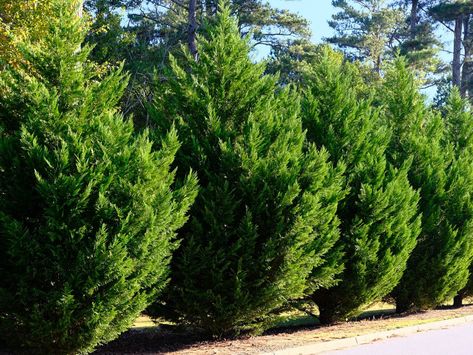 Everything You Need to Know About Leyland Cypress Trees Best Trees For Privacy, Leyland Cypress Trees, Thuja Green Giant, Emerald Green Arborvitae, Monterey Cypress, Fast Growing Evergreens, Leyland Cypress, Evergreen Hedge, Privacy Trees