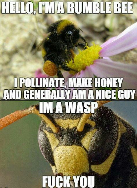 Difference between honey bees and wasps..... Orchard Mantis, Bee Humor, Thursday Humor, Bees And Wasps, Funny Captions, Wasp, Super Funny, Animal Memes, Bumble Bee