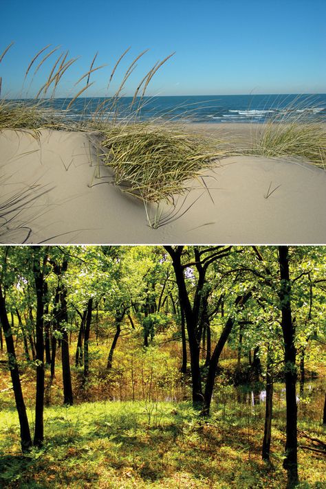 Indiana Dunes Indiana - This is a beautiful and fun place for families. A real beach without irritating salt water and shark attacks Indiana Nature, Shark Attacks, Indiana Love, Indiana Girl, Indiana Travel, Indiana Dunes, Michigan City, Sea To Shining Sea, South Bend