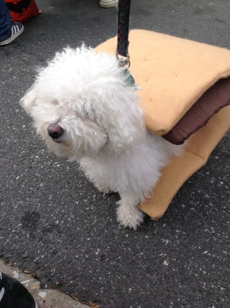 Smore #pet #costume #contest #dogs #halloween #fall #festival @epassyunkave #eastpassyunk Smores Dog Costume, White Dog Halloween Costumes, White Dog Costumes, Appa Costume, Ghost Busters Costume Diy, Goose Costume, Halloween Nature, Puppy Halloween Costumes, Dogs Halloween