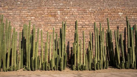 Backyard Cactus Landscape, Cactus Landscape Design, Mexican Cactus Garden, Cactus Flower Bed, Cactus Raised Bed, Cactus Landscaping Front Yards, Cactus Privacy Wall, Mexican Fence Post Cactus Landscape, Mexican Fence Post