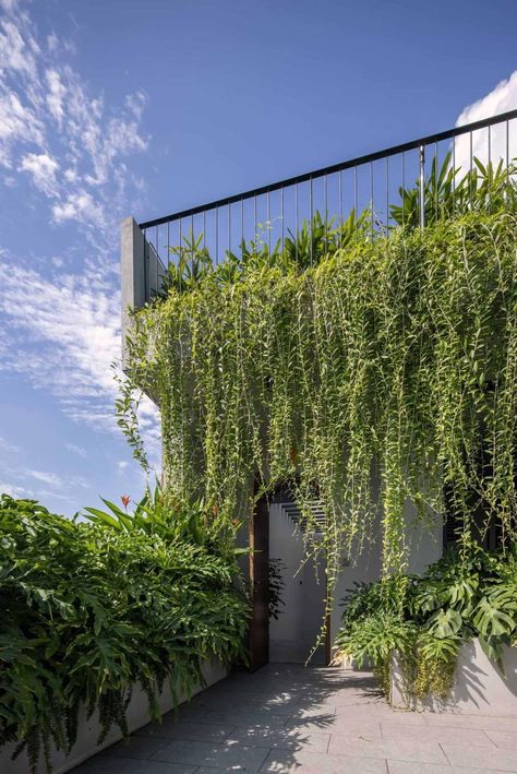 Hanging Plants On Pergola, Planted Roof, Planter Railing, Terrace Landscaping, Rooftop Garden Design, Cascading Plants, Landscape Stairs, Pocket Garden, Gardens Of Babylon