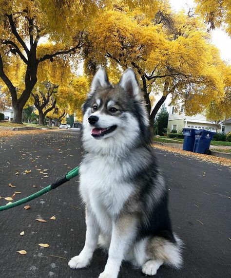 Pomsky Dog, Wallpaper Animals, Pomsky Puppies, Beautiful Dog Breeds, Big Dog Breeds, Puppy Wallpaper, Really Cute Puppies, Dog Line, Really Cute Dogs