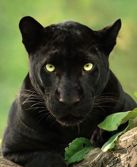 Wildlife Photographer Spends 2.5 Years Capturing The Rare Black Panther Roaming In The Indian Jungle Black Panther Cat, Macan Tutul, Wallpaper Forest, Jaguar Leopard, Panther Cat, Animal Aesthetic, Panther Black, Panther Tattoo, Panther Art