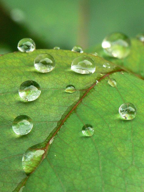 Water Droplet On Leaf, Water On Leaf, Water Drop Photography, Claude Monet Art, Diy Embroidery Patterns, Feather Art, Water Photography, Dew Drops, Hand Sketch