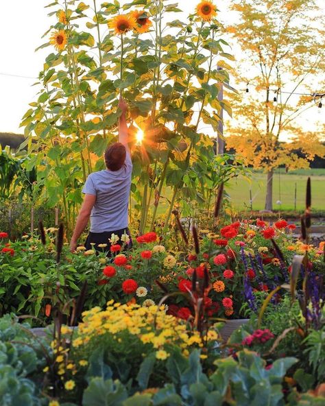 Sunflowers with beautiful sunset! Credit by: @caseylynnlawrence . . #gardensofinstagram #gardensoftheworld #gardenview#mygardenthismonth Mammoth Sunflower, A Lot Of Flowers, Allotment Gardening, Garden Inspo, Veg Garden, Cut Flower Garden, Best Nature, Front Yard Garden, Community Gardening