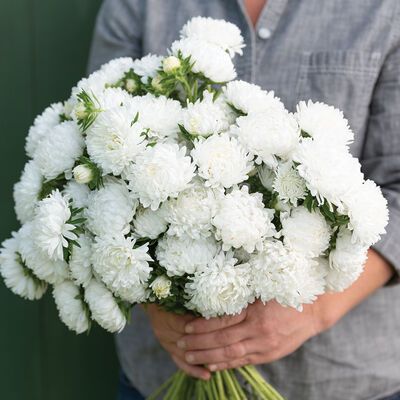 Tower White Garden Mums, China Aster, Callistephus Chinensis, Plant Tower, Garden Mum, Hanging Herbs, Plant Spacing, Fresh Cut Flowers, Flower Display