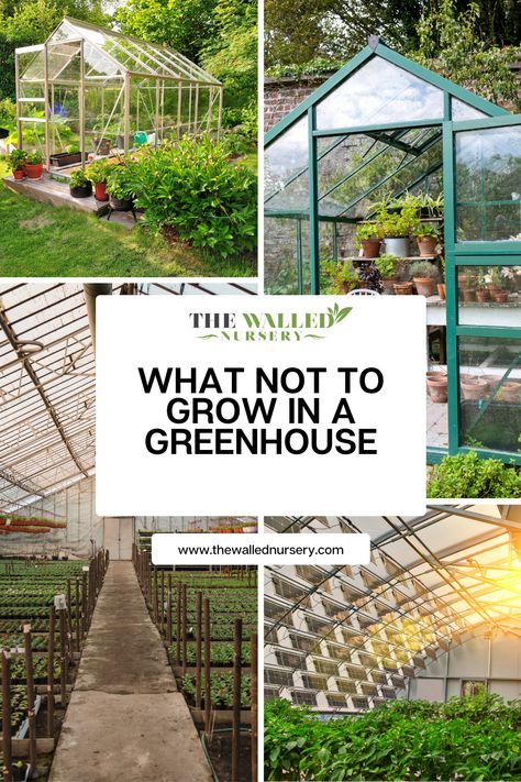 There are some plants that should not be grown in a greenhouse at all. Knowing what not to grow in a greenhouse is just as important as knowing what to grow. Growing In Greenhouses, Diy Vegetable Greenhouse, Green House Beginners, Best Vegetables For Greenhouse, Greenhouse Vegetable Garden Layout, Greenhouse Vertical Garden, Garden Green House Ideas, What To Plant In Greenhouse, Hoop House Garden Layout