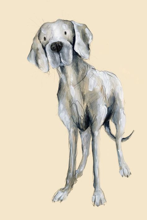 Susie is a lanky legged Weimaraner painted by Catherine Rayner. She is standing against a simple cream background, as if waiting on a picture book page for her story to begin. Her head is cocked to one side enquiringly and her tail is curled slightly, as if wagging in greeting. She's painted in silvery greys and deep charcoal shades. Catherine Rayner, Watercolour Animals, Animals Drawing, Dog Illustrations, Paper Image, Miniature Dachshund, Inspiration Painting, Animal Drawing, New Works