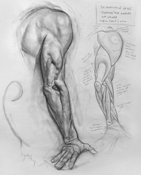 Arm Anatomy, Study Sheets, Human Anatomy Reference, Drawing Books, Anatomy Sculpture, Anatomy Tutorial, Body Drawing Tutorial, Human Anatomy Drawing, Human Anatomy Art