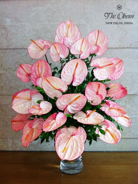 Anthurium Arrangement, Anthurium Bouquet, Backyard Flowers Garden, Flowering House Plants, Anthurium Plant, Anthurium Flower, Flamingo Flower, Gum Paste Flowers, Fruit Flowers