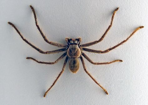 Huntsman Spider Tattoo, Huntsman Spider, Spider Logo, Spider Drawing, Real Spiders, Big Spiders, Australian Photography, Unhealthy Obsession, Spider Tattoo